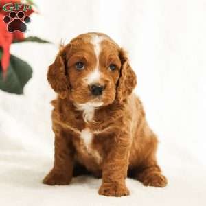 Dash, Cockapoo Puppy